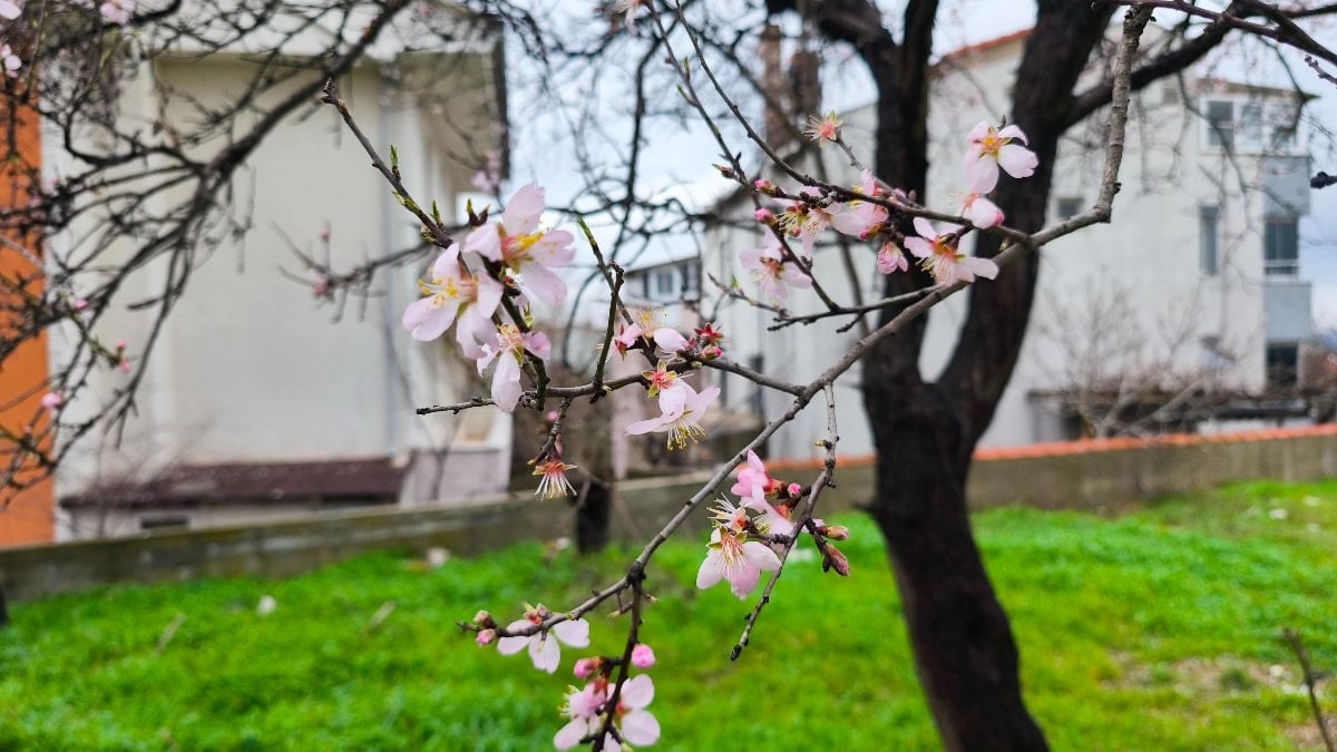 Keşan’da Şubat Sürprizi: Meyve Ağaçları “Yalancı Bahar”la Erken Çiçek Açtı