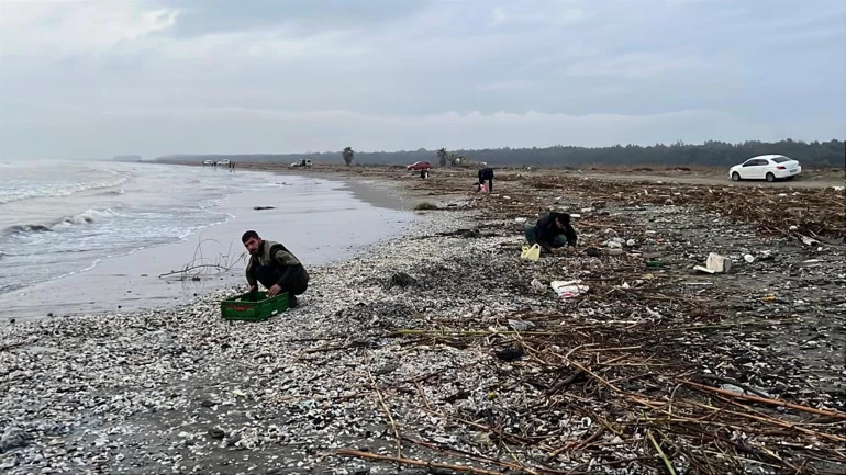 Fırtına sonrası kıyıya vuran midyelerin toplandığı anlar