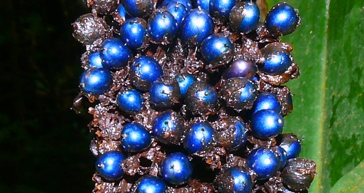 Mavi Sandığınız O Meyve Aslında Mavi Değil: Bilim İnsanları Doğanın Optik Hilesini Çözdü!